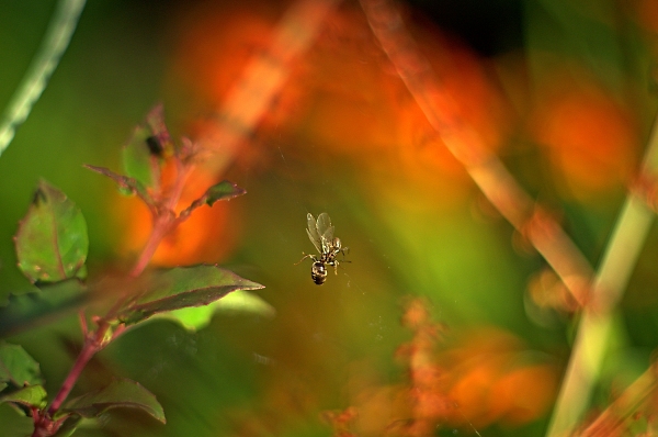 Drama in the garden !