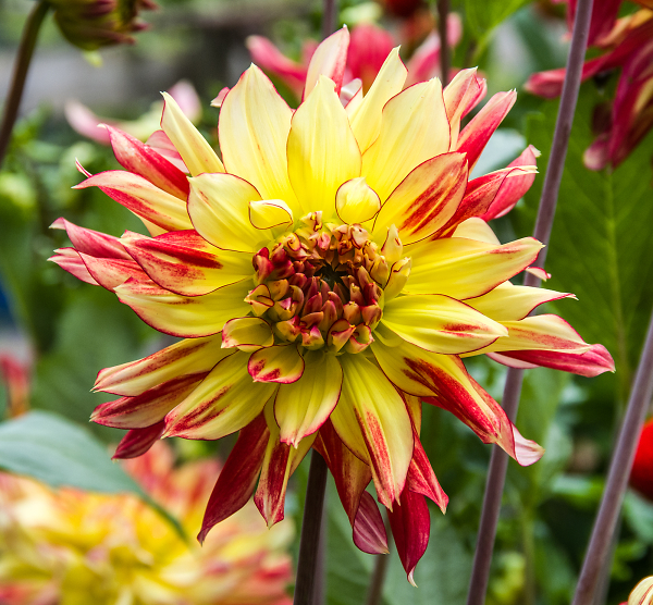 Garden on Fire