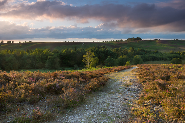 Glimpse of Heather in the New Forest