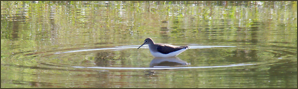 Green Sandpiper.