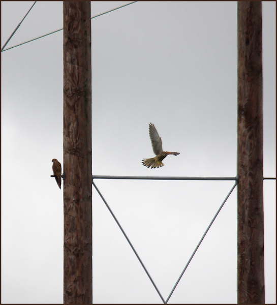 Kestrels