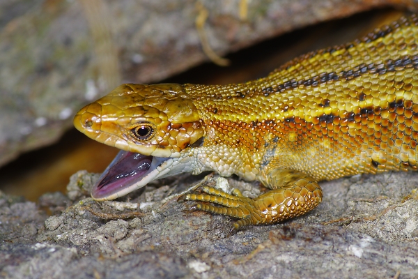 Common Lizard gaping