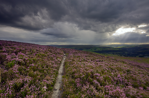 Moorland Heather
