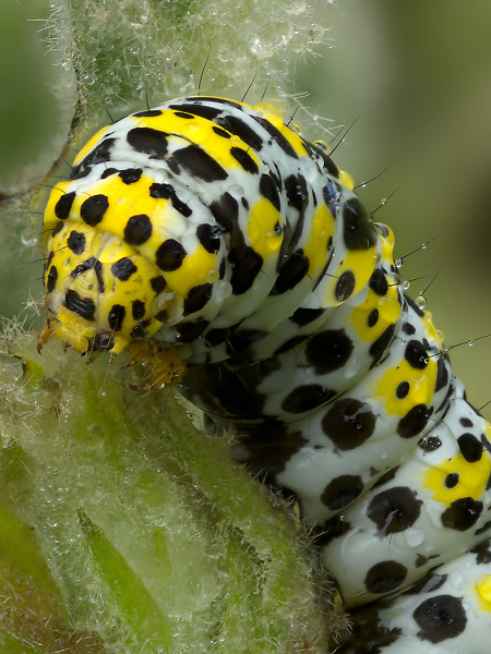 Mullein moth lava