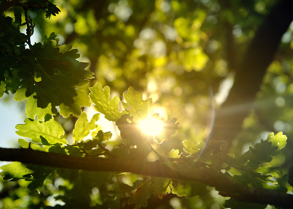 Oak Leaves