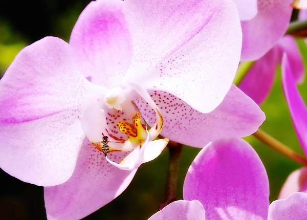 Orchidaceae:  Bee My Guest!