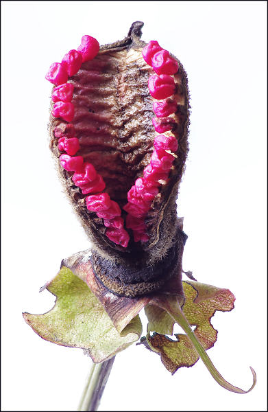 Peony Seed Pod