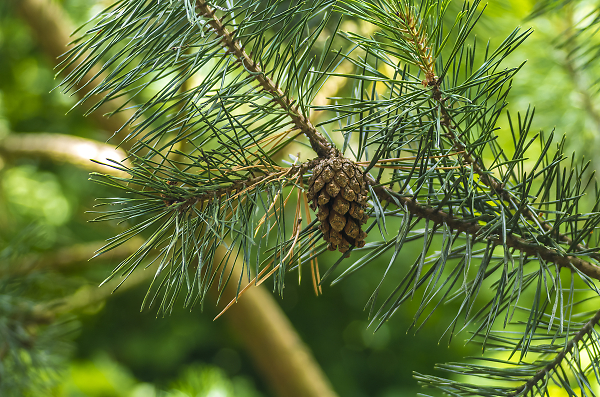 pine cone