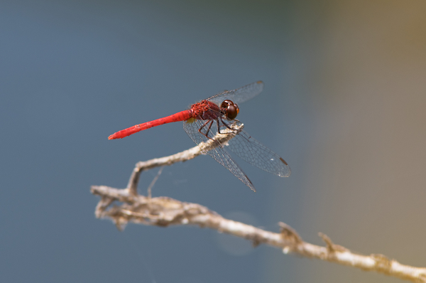 Red Dragonfly