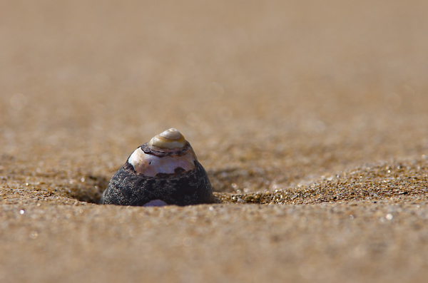 sea shell