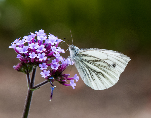 Sipping the nectar