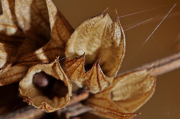 Spider silk sparkles