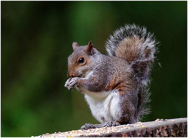 Squirrel
