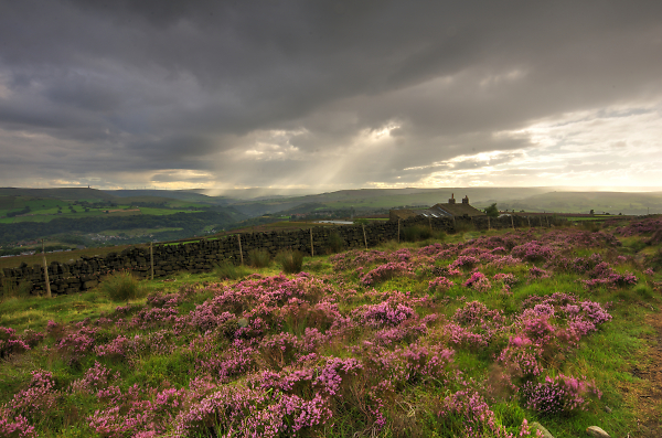 Sunbeams, Rain and Heather