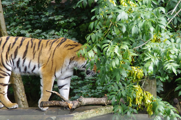The Eye of the Tiger