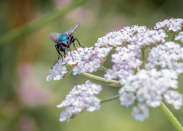 The Fly