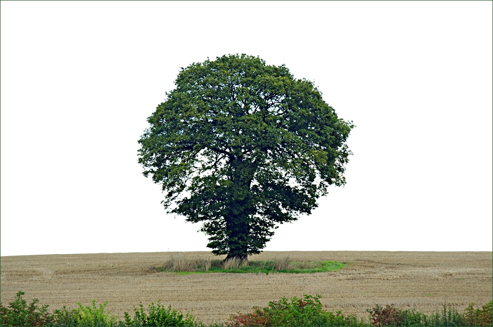 September tree