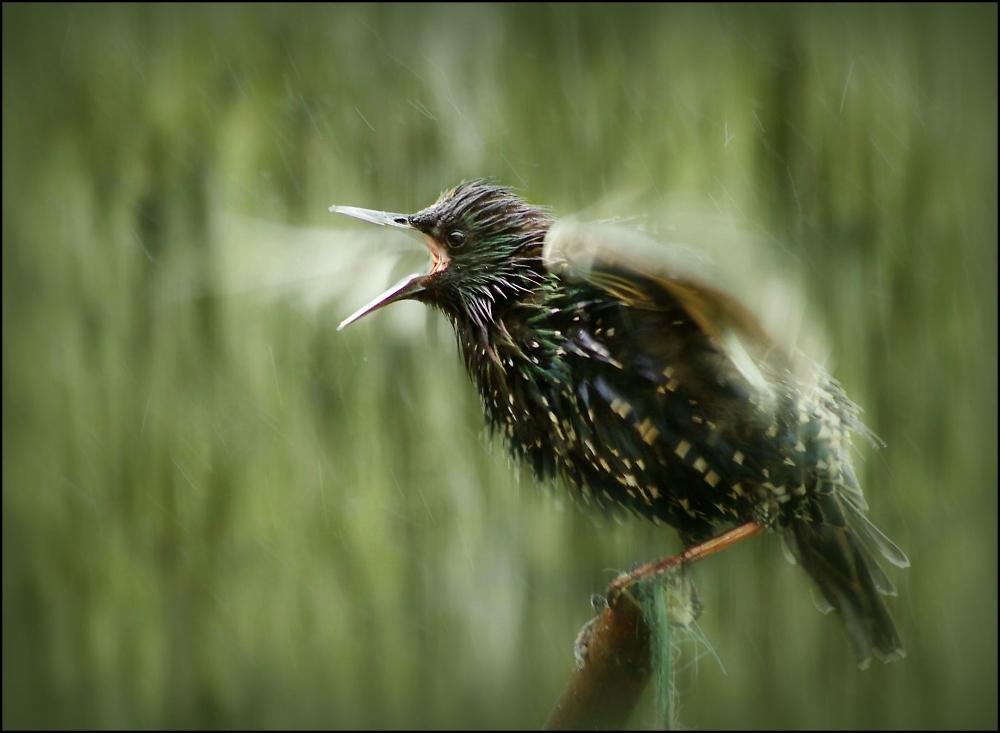 An angry wet Starling