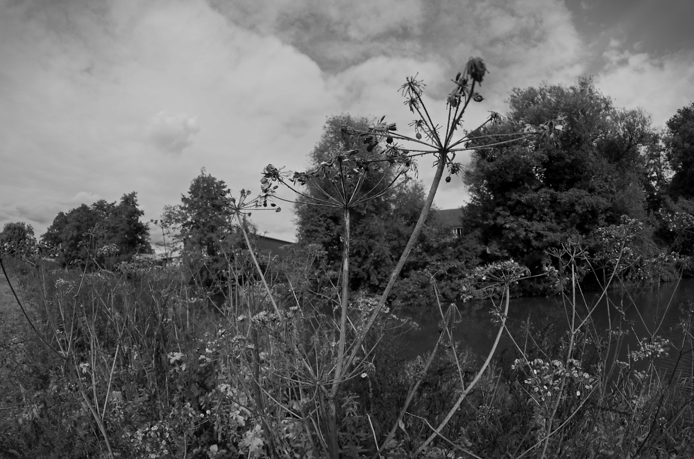Black and white by the river