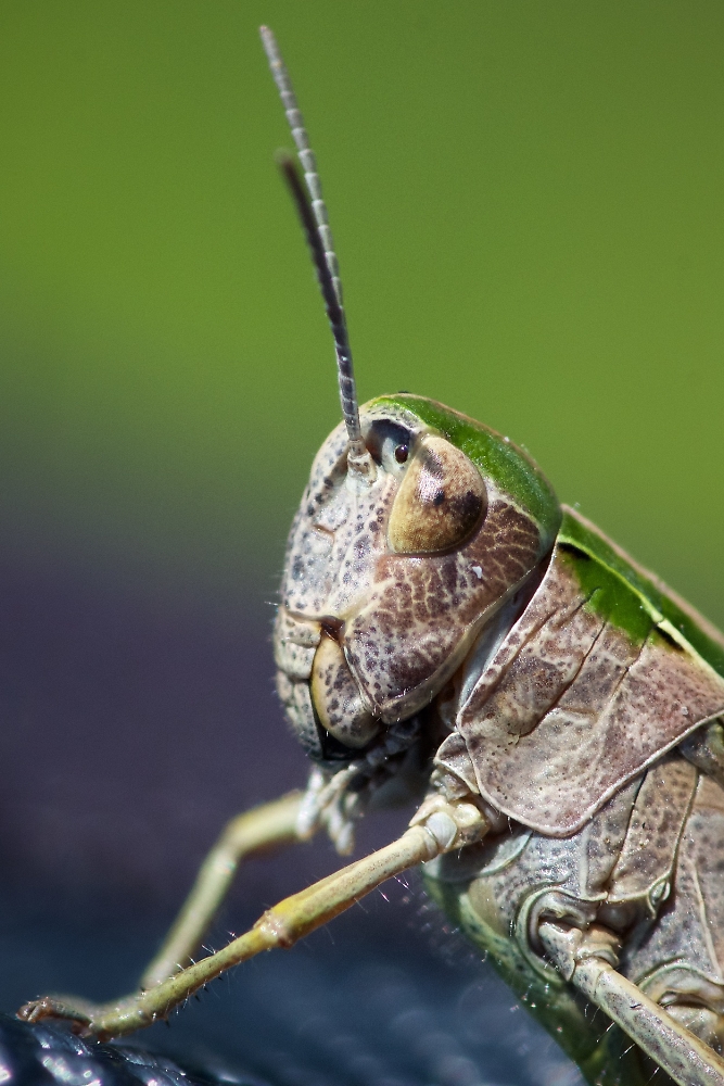 Common Green Grasshopper