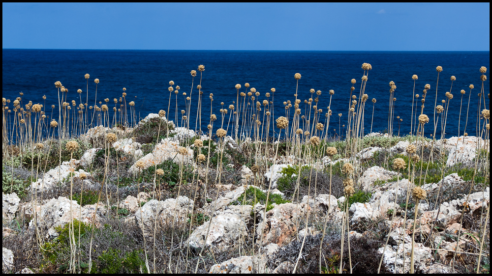 Dried Alliums