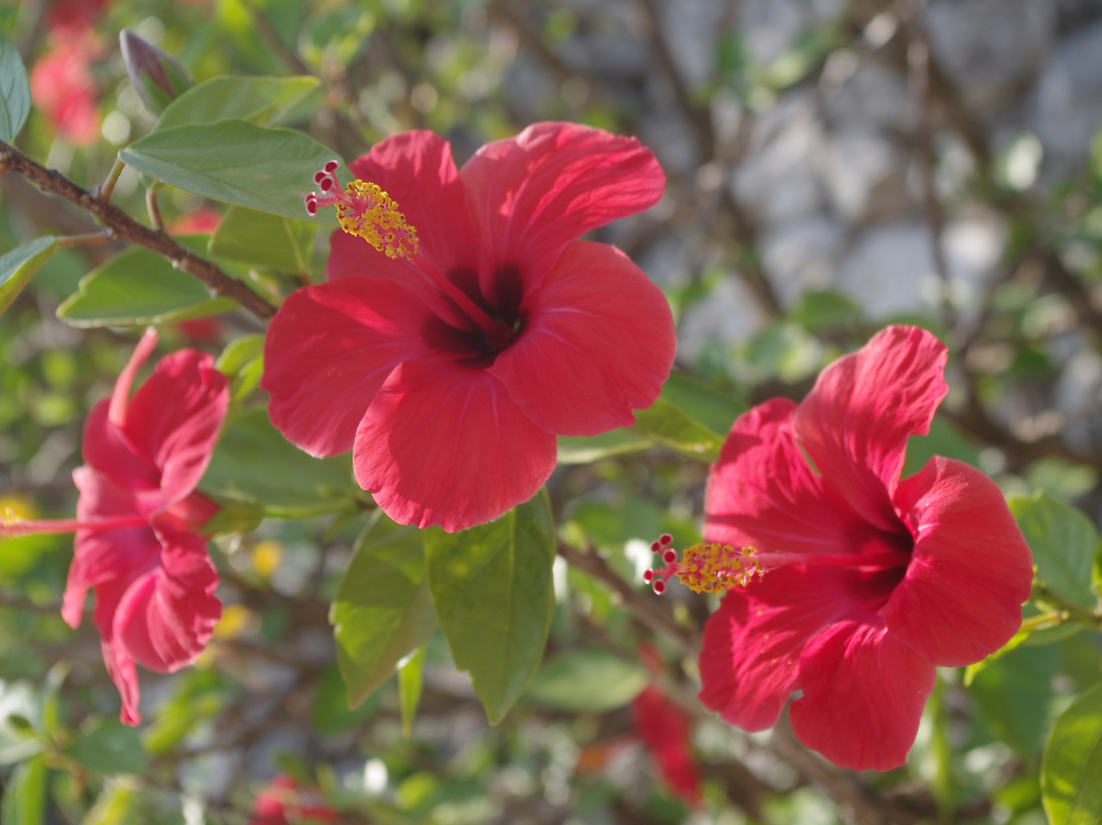 Hibiscus