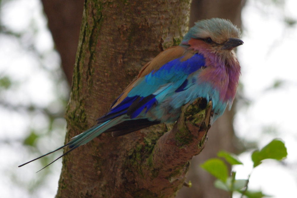lilac crested roller