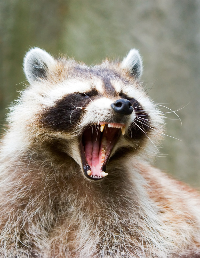 Rocket, the raccoon :)