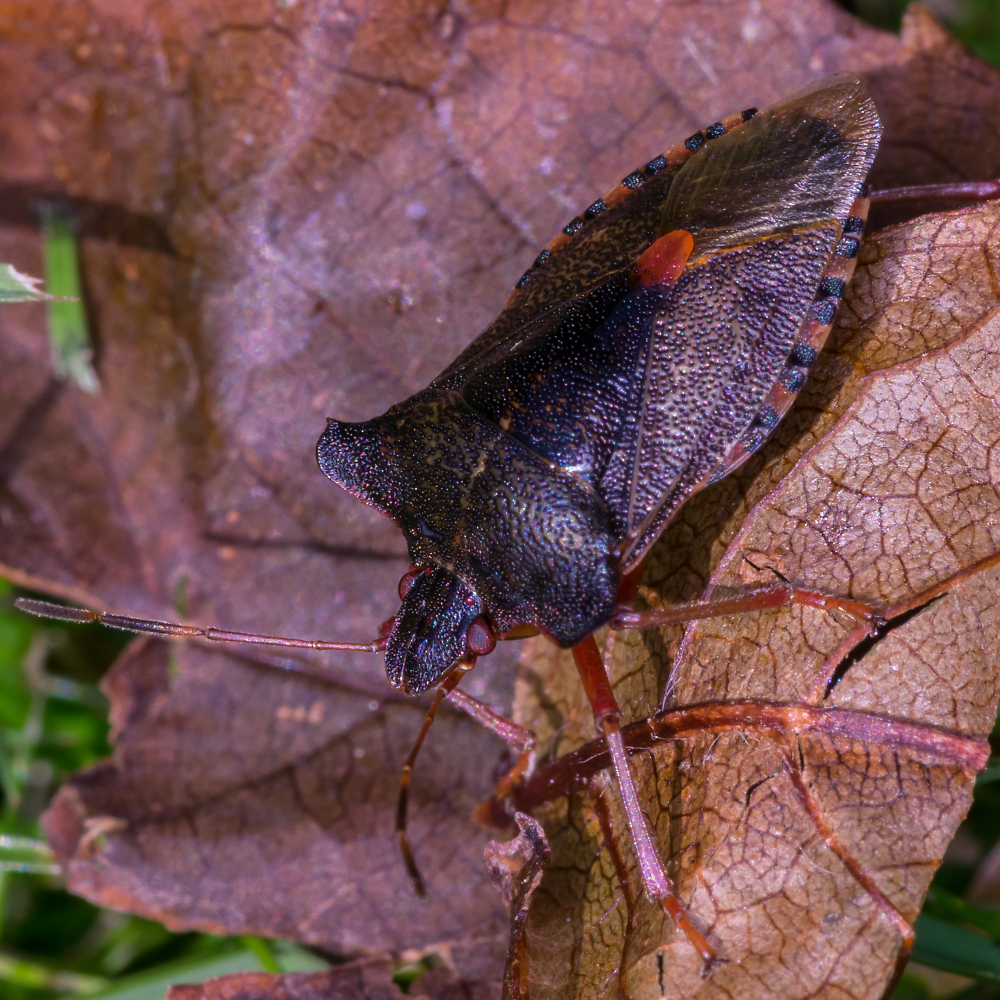 Shield Bug