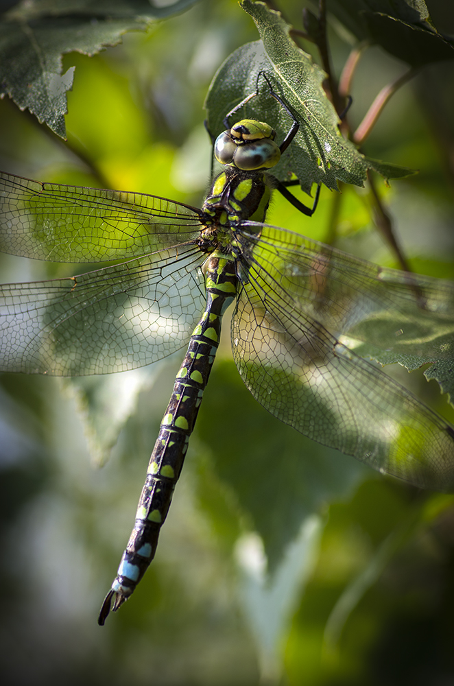 Southern Hawker Dragonfly