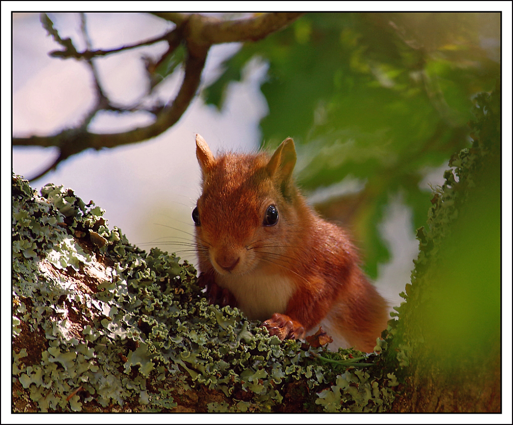 Southern Red Squirrel