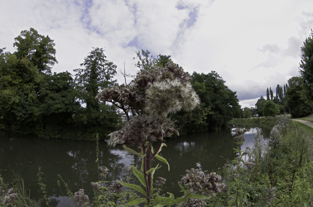 The river wey