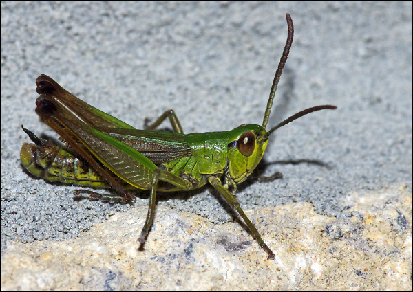 A Meadow Grasshopper