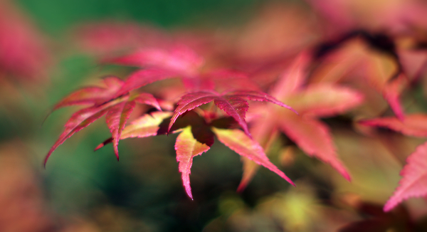 Acer leaves