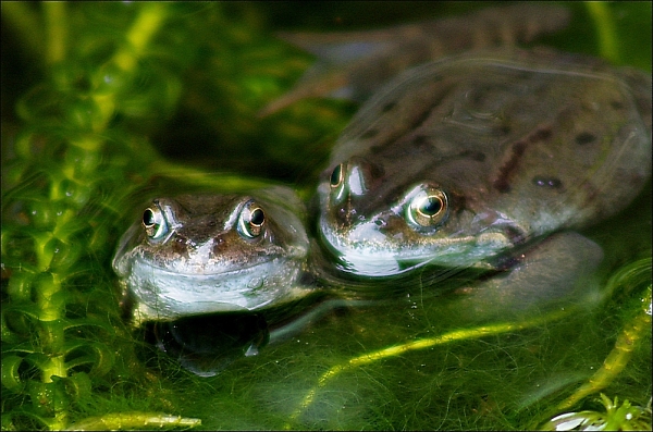an odd couple