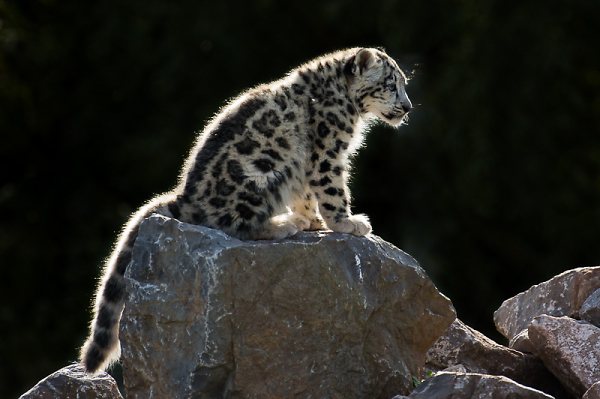 Backlit Snow Leopard kitten