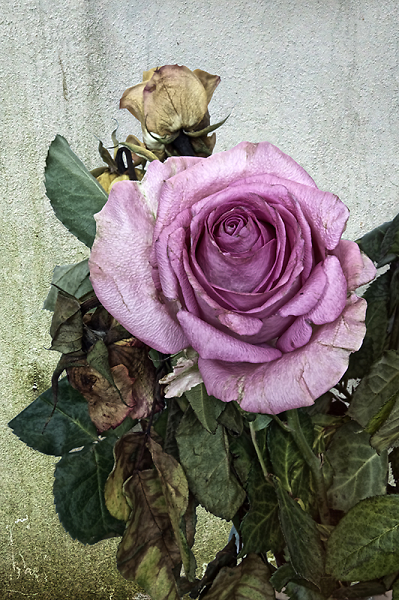 Battered Rose