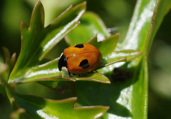 Black spot!