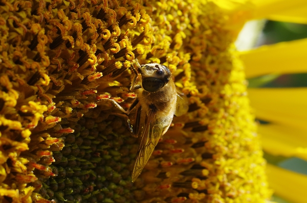 Busy Bee