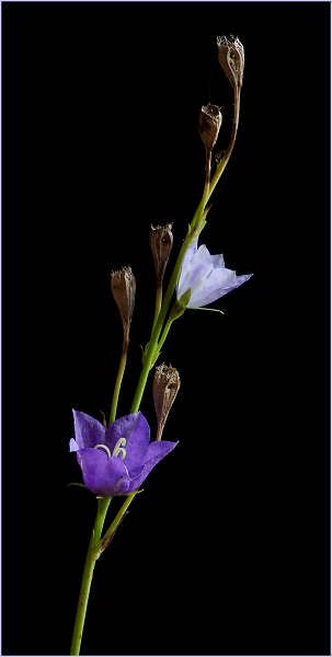 Canterbury Bell