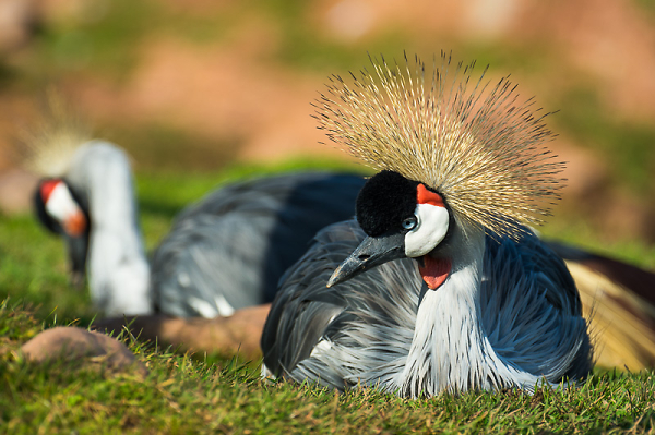 Crowned Crane