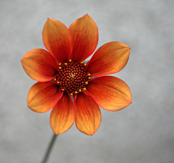 Dahlia