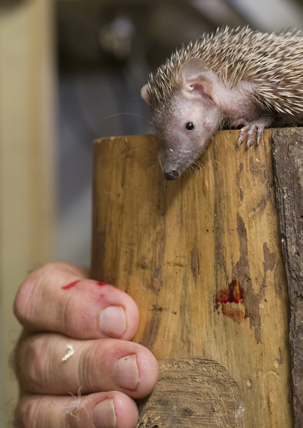 Don't bite the hand that feeds you... OOPS! too late!