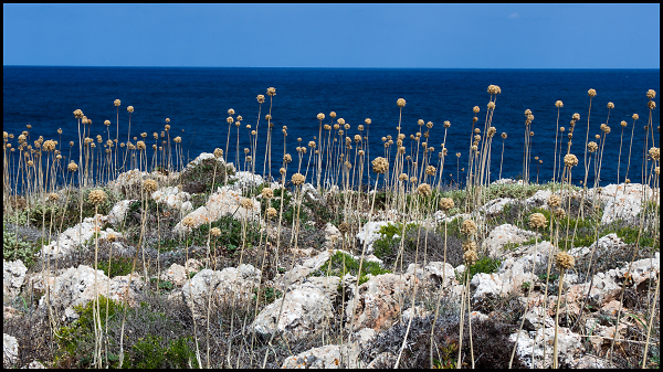 Dried Alliums
