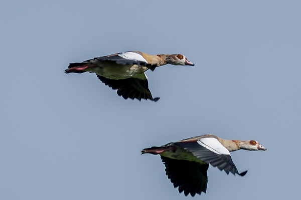 Egyptian Geese