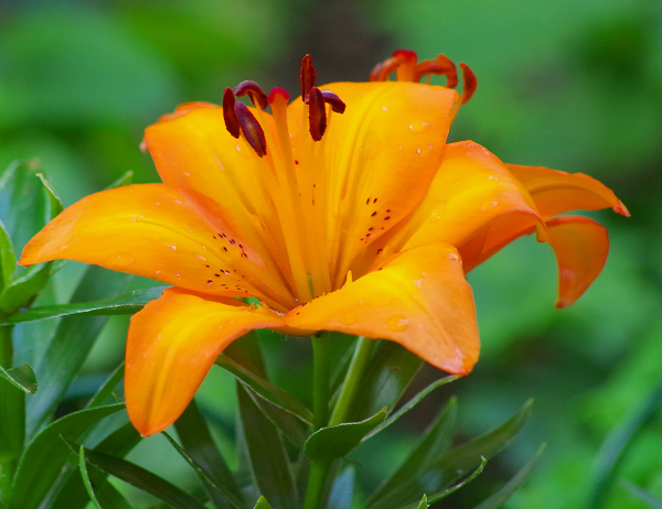 Garden Lily