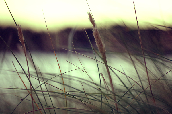 grass