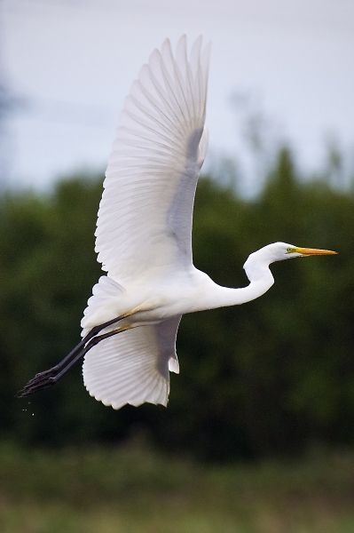 Great white egret