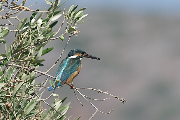 Greek Kingfishers