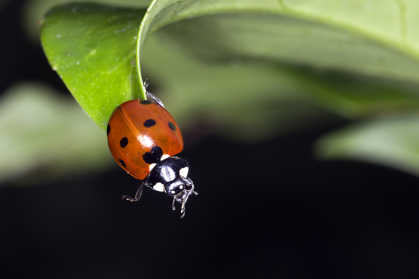 Hanging on